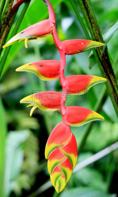 lobster claw 海里康属植物,自然,垂直画幅,美,绿色,无人,海里康属,茂物,特写,明亮