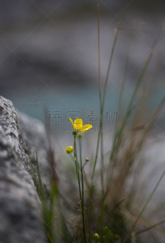 毛莨科,一只动物,垂直画幅,自然荒野区,秋天,冰河,无人,挪威,蓝色,黄色