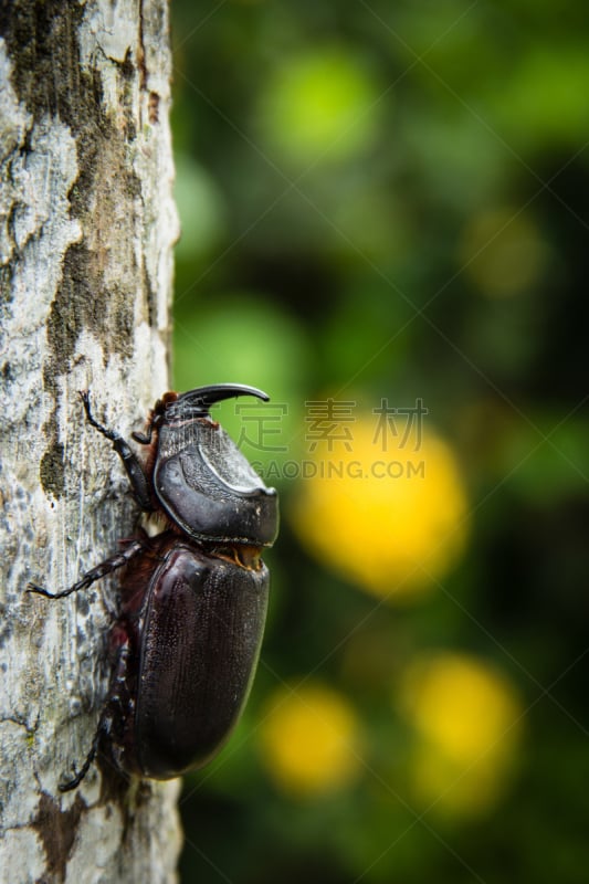 圣甲虫,goliath beetle,犀牛,垂直画幅,雄鹿,褐色,无人,野外动物,特写,部分