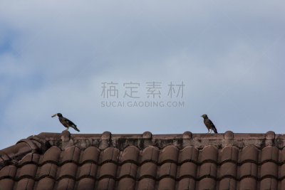 家八哥,鹭管鱼,房屋,屋顶,自然,水平画幅,蓝色,鸟类,泰国,北美歌雀