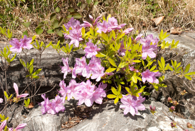 杜鹃花,选择对焦,美,公园,水平画幅,无人,园艺,户外,特写,仅一朵花