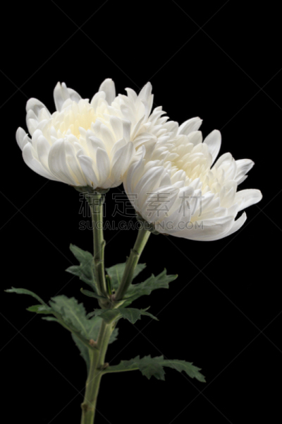 菊花,自然美,白色,自然,芳香的,黄色,季节,垂直画幅,图像,花瓣