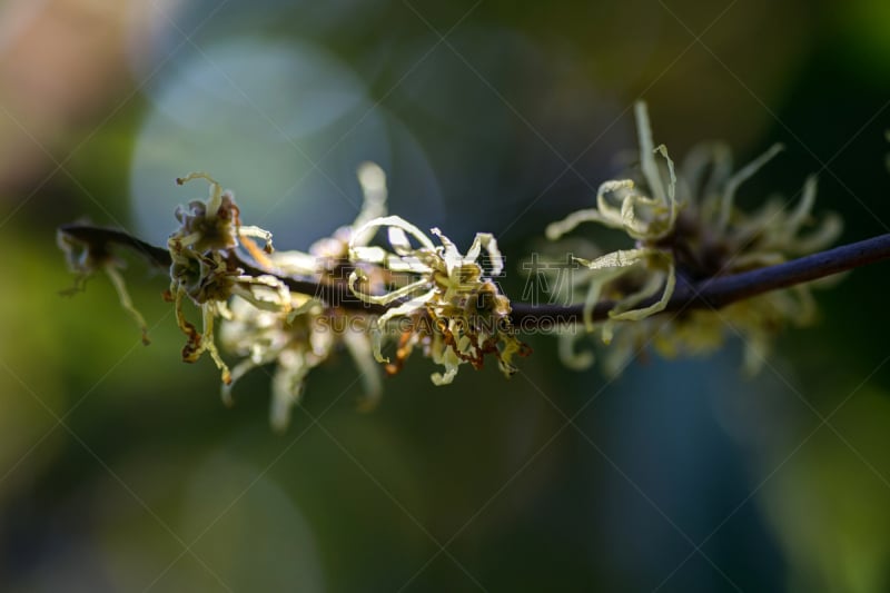 公元前,水平画幅,形状,秋天,大不列颠哥伦比亚,光,特写,加拿大,白色,植物