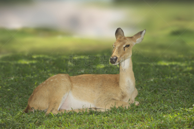 brow-antlered deer,泰国,头发,褐色,野生动物,水平画幅,抽象,野外动物,户外,明亮