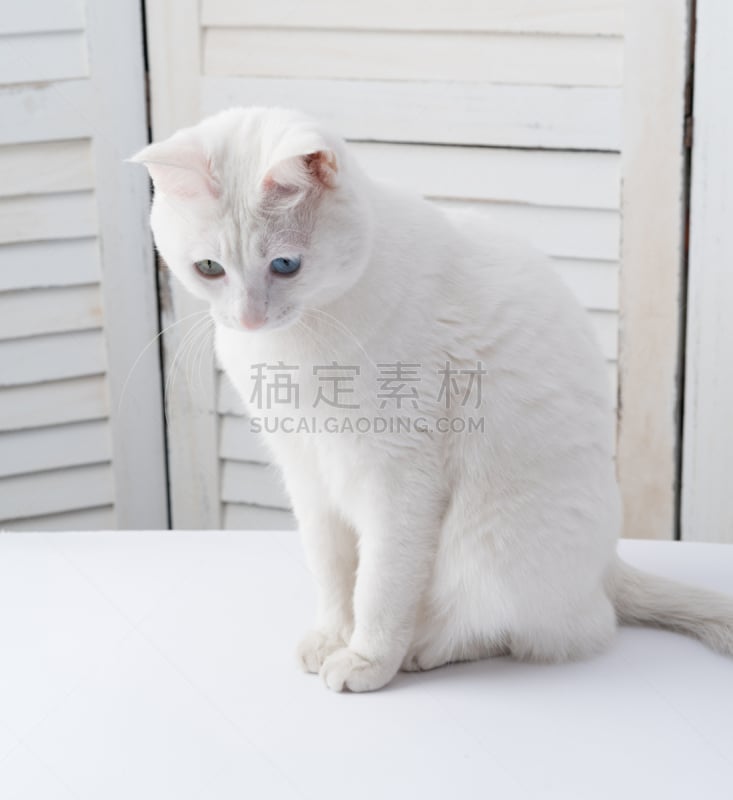 纯洁,不同颜色眼睛,白色,野生猫科动物,垂直画幅,美,可爱的,蓝色,猫科动物,动物身体部位