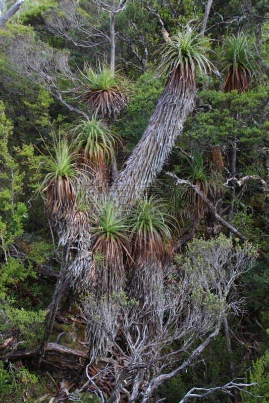 露兜树,禾本科植物,多夫湖,盆景,塔斯马尼亚,石南花,自然,垂直画幅,绿色,无人