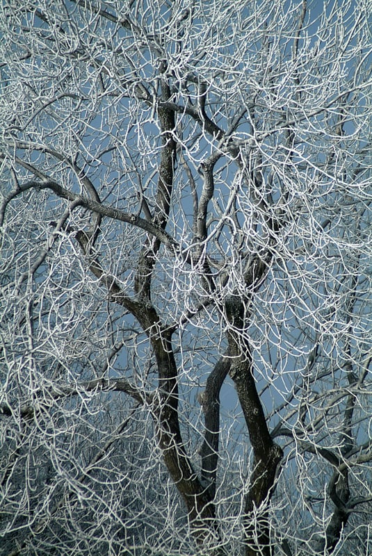 垂直画幅,寒冷,冬天,林区,雪,无人,库克斯港,2015年,户外,摄影