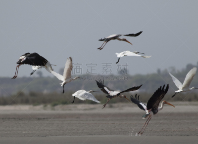 着色鹳,琵鹭,羊群,天空,褐色,水平画幅,鸟类,动物身体部位,野外动物,夏天