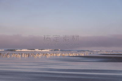 华盛顿州,卡拉洛赫海滩,宁静,黎明,美国西北太平洋地区,世界遗产,云,禅宗,鸟类,户外
