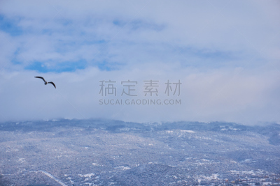 海鸥,奥理德湖,可爱的,自由,野生动物,天鹅,动物,鸟类,海岸线,湖