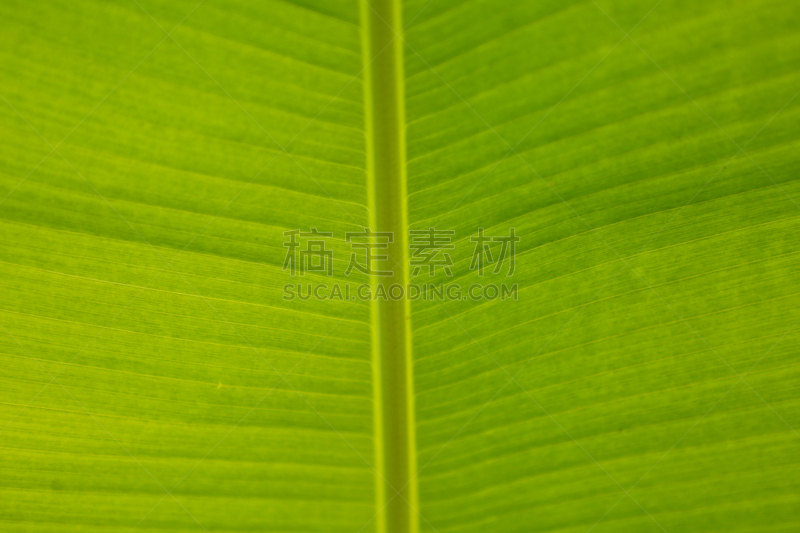 香蕉叶,自然,白昼,对称,泰国,图像,色彩鲜艳,自然美,叶子,色彩饱和