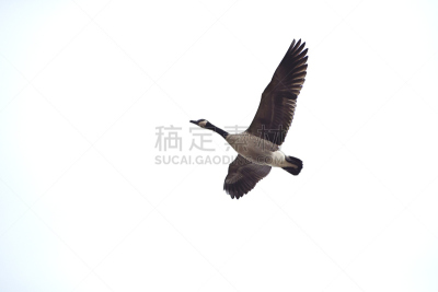加拿大黑雁,自然,天空,寒冷,水平画幅,秋天,雁属,鹅肉,丘陵鹅,鸟类