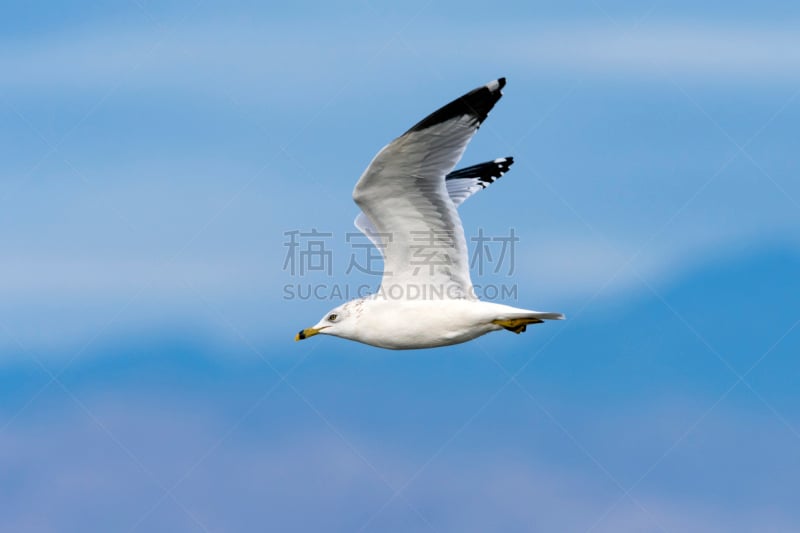 环嘴鸥,蓝色背景,沙顿海,自然,天空,野生动物,水平画幅,鸟类,动物身体部位,野外动物