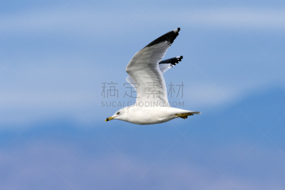 环嘴鸥,蓝色背景,沙顿海,自然,天空,野生动物,水平画幅,鸟类,动物身体部位,野外动物