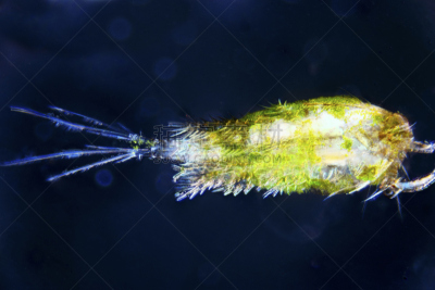 浮游生物,剑水蚤目桡脚类,生物学,触须,图像,触角,原始主义,小的,生物,动物身体部位
