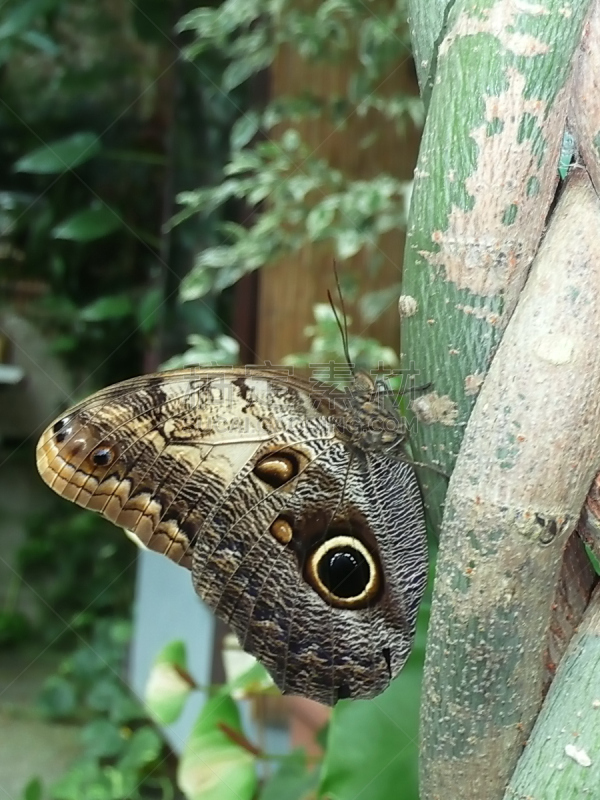 猫头鹰纹蝶,自然,垂直画幅,褐色,式样,ventral surface,野生动物,正下方视角,蝴蝶,巨大的