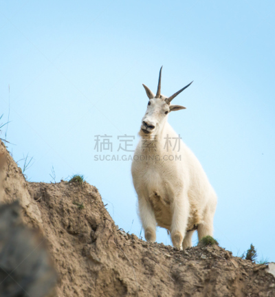 野生白山羊,大角羊,杰士伯,碧玉,自然,垂直画幅,野生动物,阿尔伯塔省,无人,原野