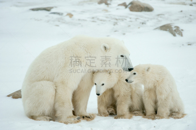 熊,幼兽,女人,南极洲,水平画幅,雪,爪子,动物身体部位,野外动物,户外