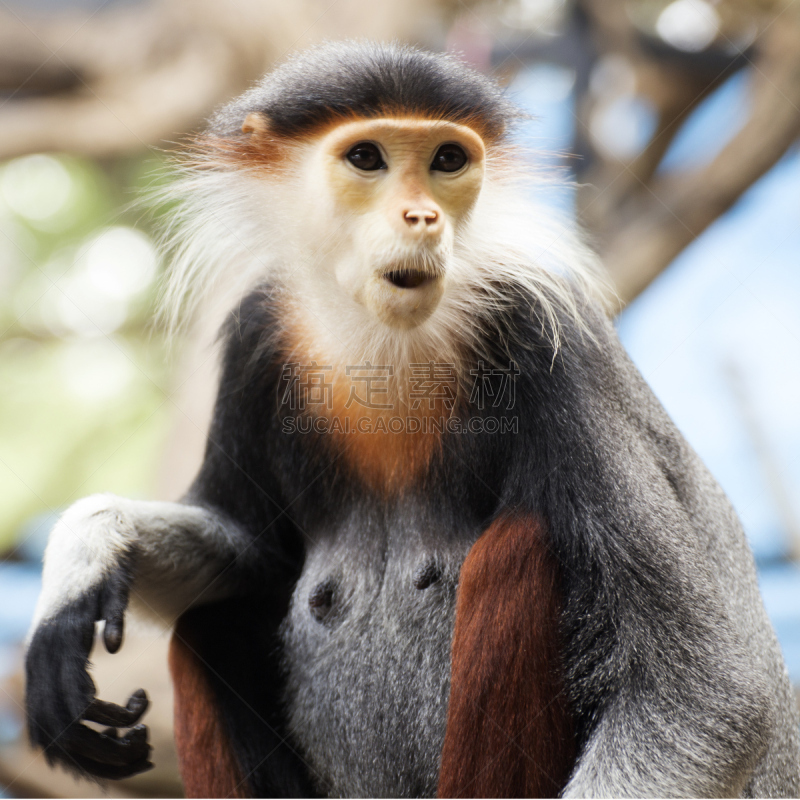 douc langur,红松,北方长尾瘦猴,叶猴,自然,野生动物,热带雨林,方形画幅,特写