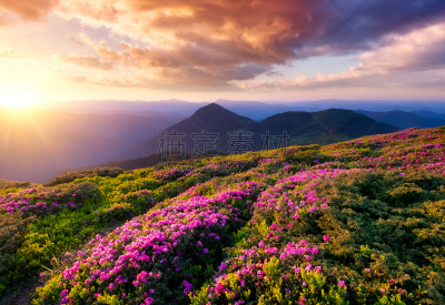 夏天,黎明,地形,山,自然,自然美,花朵,天空,早晨,光