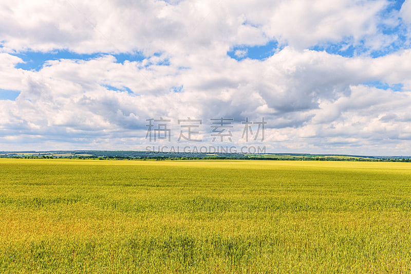云,夏天,俄罗斯,田地,自然,绿色,地形,小麦,在下面,蓝色