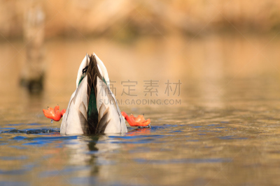 野鸭,水,水平画幅,无人,鸟类,湿,野外动物,户外,不关心,潜水