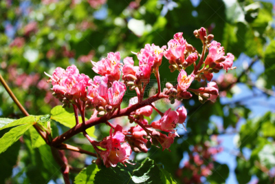 公园,特写,瑞典,栗树,红色,花朵,天空,水平画幅,枝繁叶茂,无人