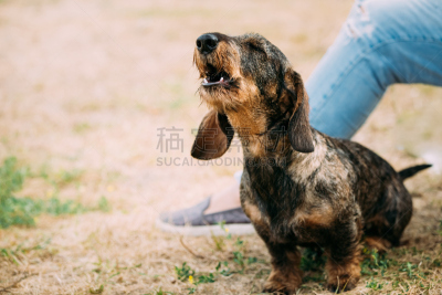 腊肠犬,褐色,红色,狗,电话线,吠声,钢毛德国猎犬,吠狗,纯种犬,水平画幅