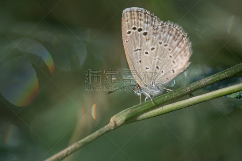 草,蝴蝶,蓝色,暗色,选择对焦,美,留白,水平画幅,动物身体部位,夏天