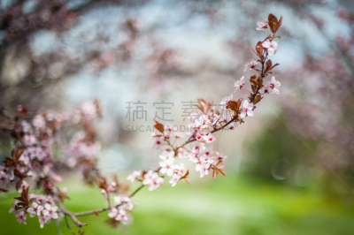 特写,自然美,春天,前景聚焦,水,夏天,草,完美,明亮,白色