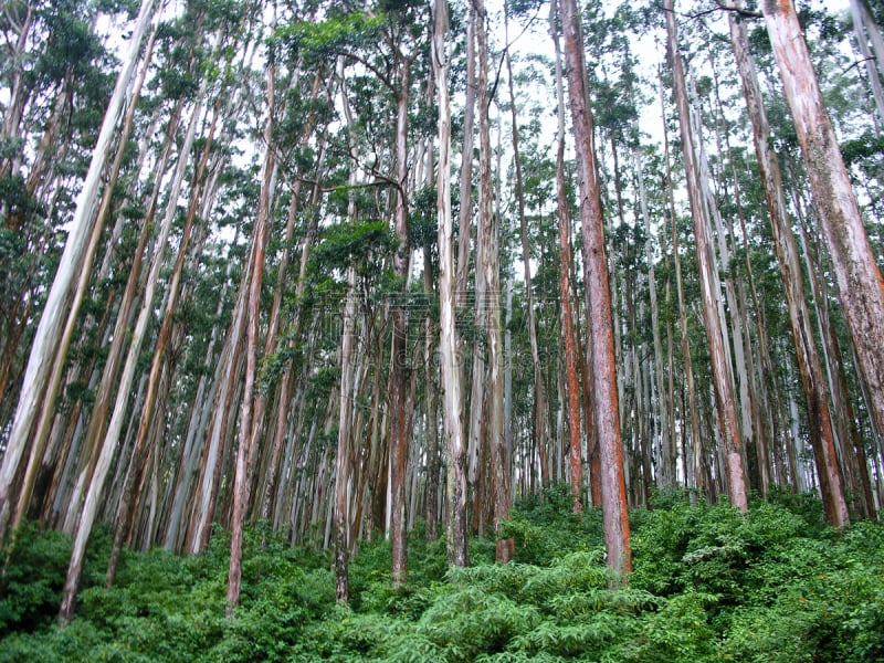 桉树,森林,草原,水平画幅,枝繁叶茂,夏天,户外,树林,自然公园,消失点