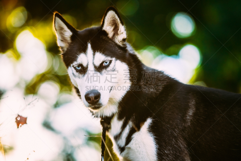 草,户外,幼小动物,幸福,爱斯基摩犬,动物舌头,雪橇犬,可爱的,纯种犬,灰色