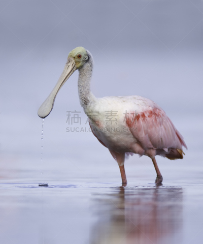 玫瑰色琵鹭,水,圣伯纳犬,水滴,喙,丁大令生动物保护区,琵鹭,赛尼贝岛,垂直画幅,无人
