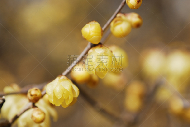 春天,早晨,火盆,美,植物,水平画幅,无人,黄色,枝,花瓣