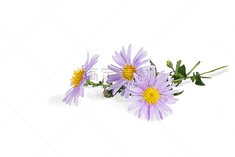 紫苑 特写 花束 白色 分离着色 野花 龙胆目 复活节 水平画幅 生日图片素材下载 稿定素材