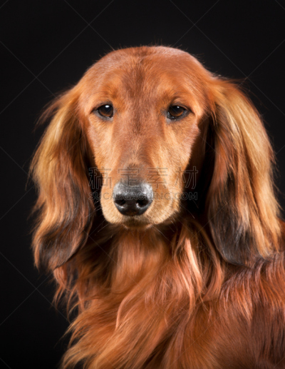 长发,腊肠犬,垂直画幅,褐色,纯种犬,肖像,长毛猎肠犬,工作室,黑色背景,影棚拍摄