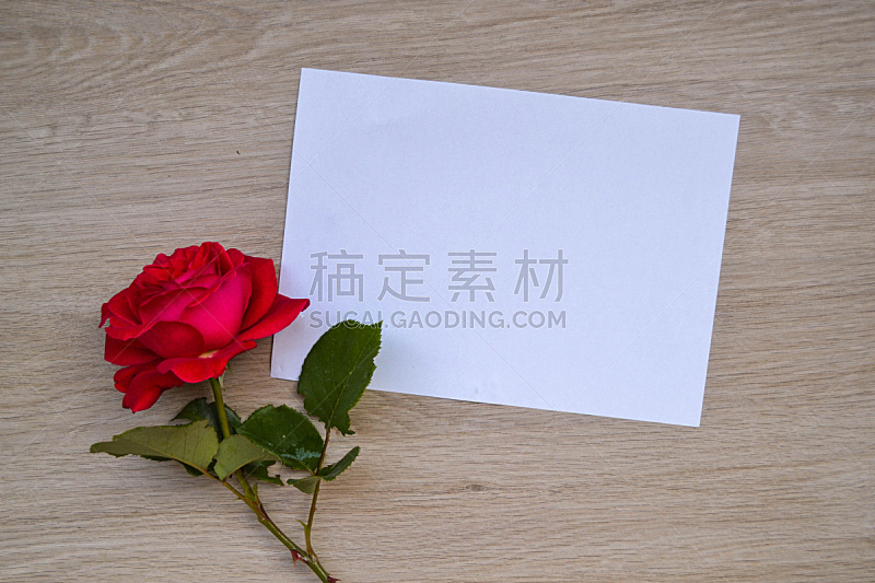 贺卡,玫瑰,红色,一个物体,单茎玫瑰,美,边框,水平画幅,无人,夏天