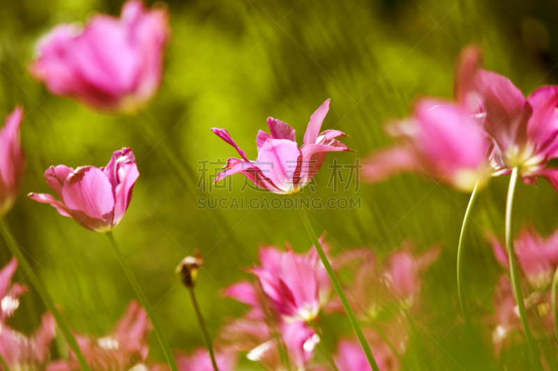 Tulips in garden