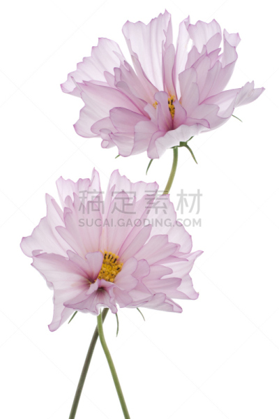 大波斯菊,茼蒿菊,垂直画幅,无人,白色背景,夏天,柔和色,背景分离,特写,两个物体