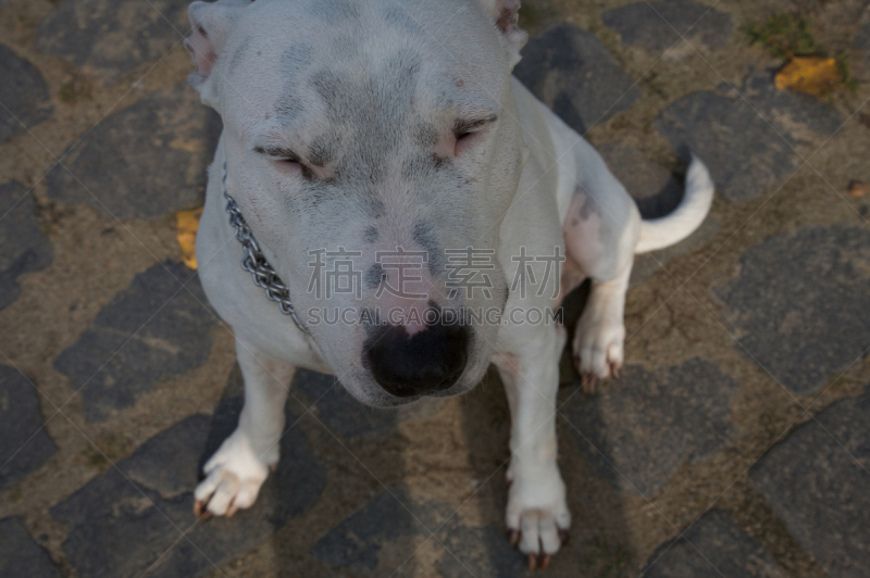 狗,福克斯猎狐犬,牛头梗,斯塔福德郡斗牛犬,灰猎犬,拳师犬,贵宾犬,比格犬,水平画幅,无人