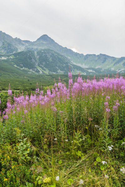 柳兰,火龙草,山脊,背景,塔特里山脉,垂直画幅,无人,户外,云景,仅一朵花