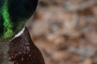 野鸭,颈,褐色,水平画幅,绿色,英国,翎毛,鸭子,脖子,背景