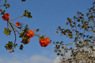 春天,天空,古代文明,哈瓦那旧址,水平画幅,云,德卡门盆地,古典式,户外,棕榈树