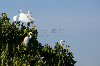 红树林,大白鹭,热带气候,野生动物,环境,白鹭,鹳,脖子,牛白鹭,池塘