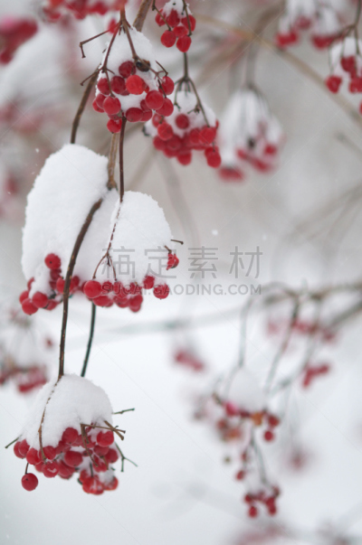 雪,花楸浆果,秋元湖,垂直画幅,红色,植物,水果,冬天,无人,枝