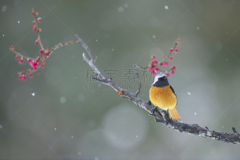 北红尾鸲,梅子,留白,野生动物,水平画幅,生物,雪,无人,日本,鸟类