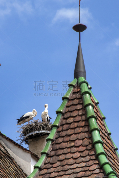 阿尔萨斯,欧贝内,重新扫描,特拉华,宏伟,垂直画幅,瓦,无人,鸟类,鸟巢