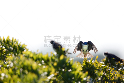 特写,树燕,正面视角,动作,褐色,水平画幅,鸟类,动物身体部位,野外动物,户外