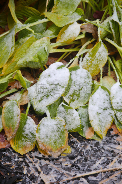 雪,叶子,垂直画幅,瓦沙加海滩滩,寒冷,无人,户外,冰,特写,冰晶