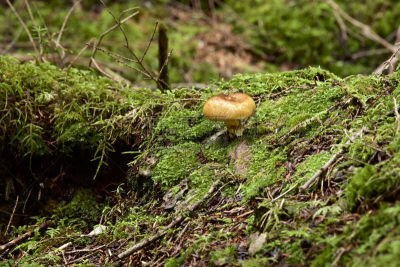 苔藓,蘑菇,森林,美,褐色,水平画幅,无人,夏天,户外,特写